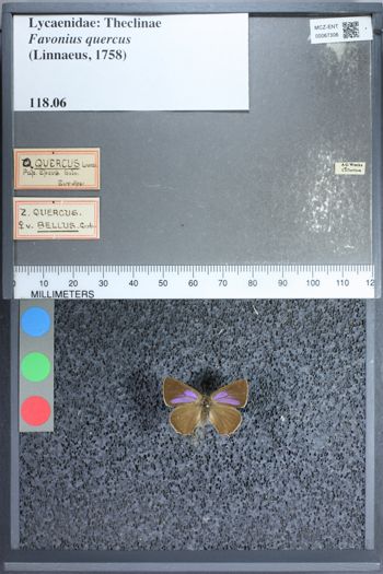 Media type: image;   Entomology 67306